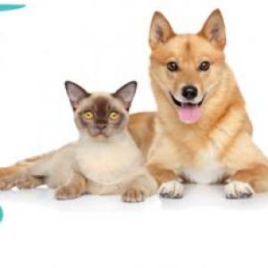 Beneficios esterilizar a mi animal de compañía.
