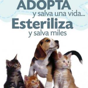 Esterilización de animales de compañía.