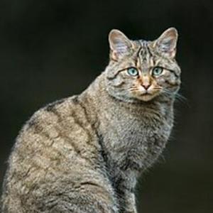 Razas de gatos