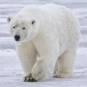Saving the bear