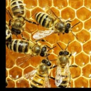 Memotest abejas