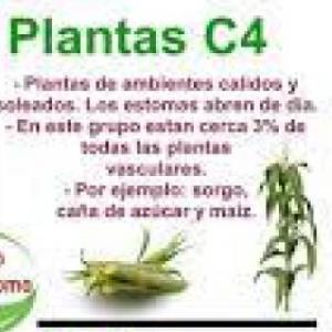plantas C4