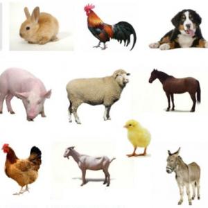 Juego de animales domesticos