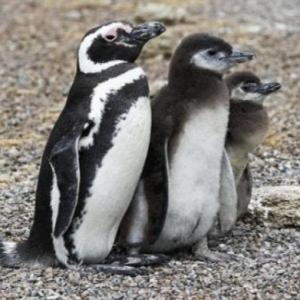 ANIMALES PATAGÓNICOS