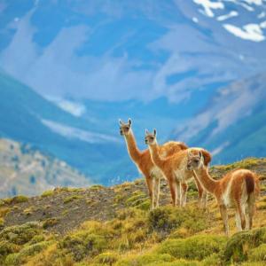 ANIMALES PATAGÓNICOS