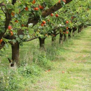 FRUTOS DE LOS ARBOLES
