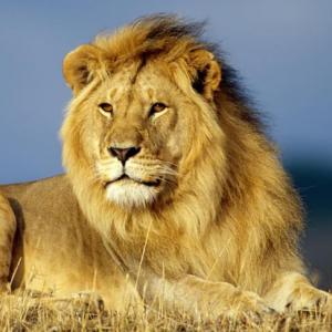 animales