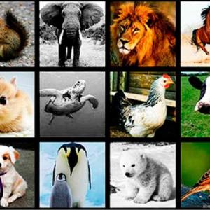 Cuida animales 