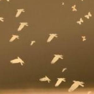 animales