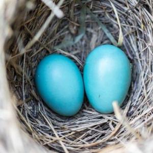 Animales y huevos