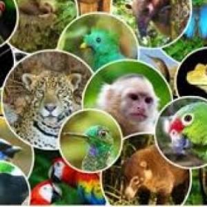 Animales en peligro de extinción