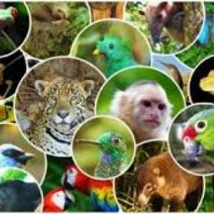 Animales en peligro de extinción