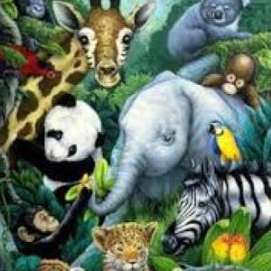 Animales en peligro de extinción