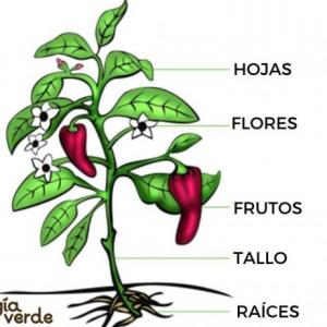 PARTES DE LA PLANTA
