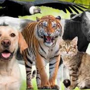The Animals
