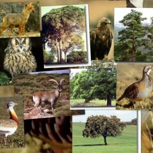 Imagen de portada del videojuego educativo: ANIMALES: COBERTURA DE SU CUERPO, de la temática Medio ambiente