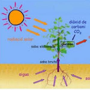 EL REGNE DE LES PLANTES
