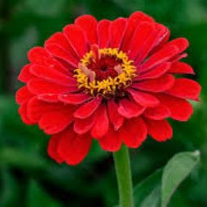 EL REGNE DE LES PLANTES