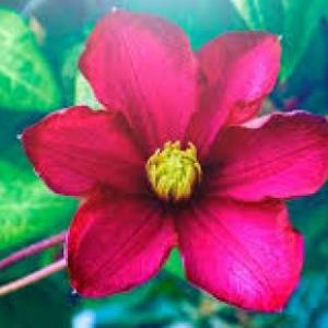 LES PLANTES REPÀS.