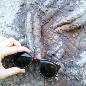 Extinciones masivas y fósiles guía