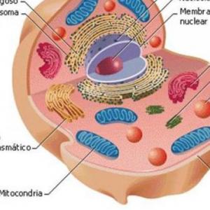Imagen de portada del videojuego educativo: La célula , de la temática Biología