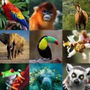 Imagen de portada del videojuego educativo: ANIMALES, de la temática Biología