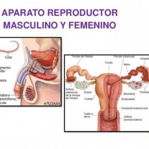 Imagen de portada del videojuego educativo: Aparato reproductor femenino y masculino, de la temática Salud