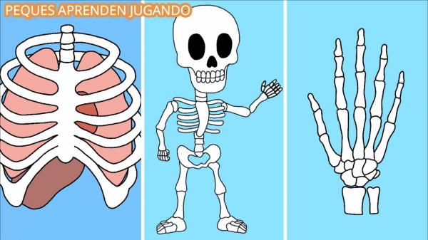 Juego del sistema Osteomuscular
