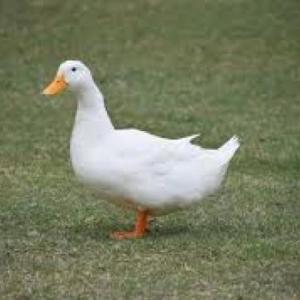 Lección pato