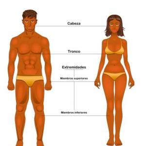 PARTES DEL CUERPO HUMANO