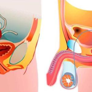 ANATOMIA SISTEMA REPRODUCTOR