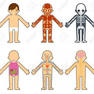 Imagen de portada del videojuego educativo: Reconociendo los sistemas del cuerpo humano, de la temática Ciencias