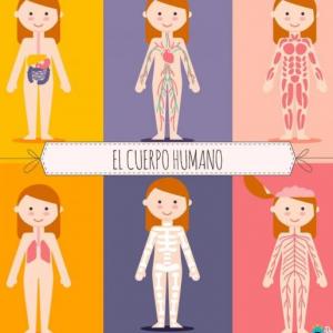 Imagen de portada del videojuego educativo: Repaso de sistemas del cuerpo humano, de la temática Ciencias