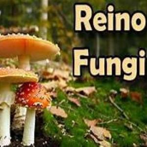 Imagen de portada del videojuego educativo: Reino fungí , de la temática Biología