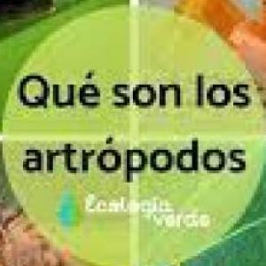 ahorcados artropodos