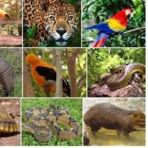 Animales tipicos del amazonas colombiano