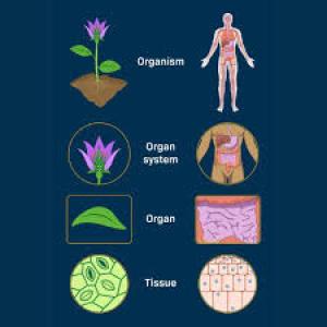 Important plants for each system of the human body