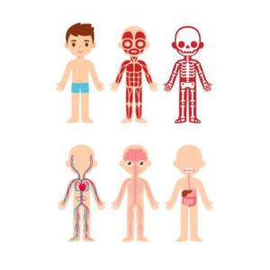 Human Systems