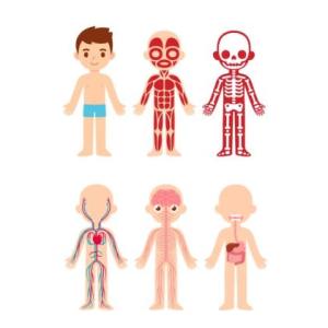 Human systems