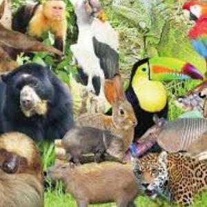 Imagen de portada del videojuego educativo: Memorama de animales, de la temática Biología
