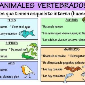 Animales Vertebrados