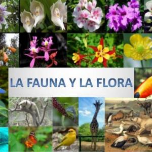 Memorama de Flora y Fauna