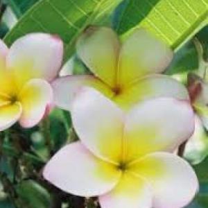 Las plantas y sus partes