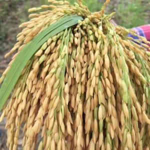 Enfermedades del cultivo de arroz.