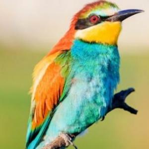 Jugamos con animales