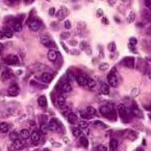 tejido epitelial glandular