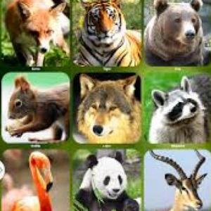 In the wild quiz