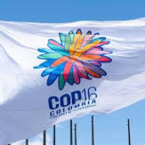 COP16-CALI