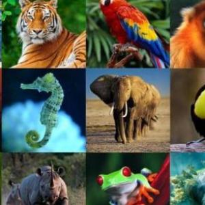 ANIMALES!