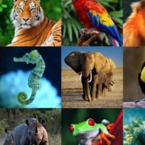 ANIMALES  SALVAJES